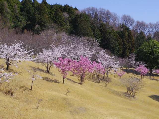 FdxmNacih2Bc3GN8rznyF3FAYI6UYmI8